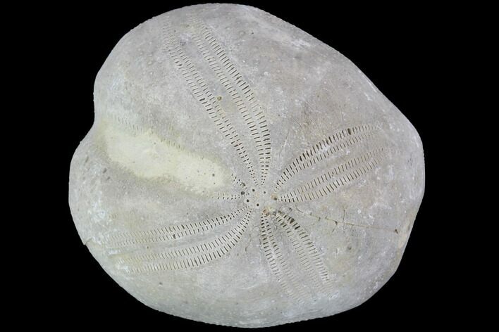 Toxaster Fossil Echinoid (Sea Urchin) - Agadir, Morocco #90589